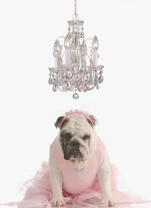 4 Light Mini Chandelier-Swarovski Spectra Crystal Type-Polished Chrome Finish   -Traditional Installation Crystorama Lighting 3224-Ch-Cl-Saq