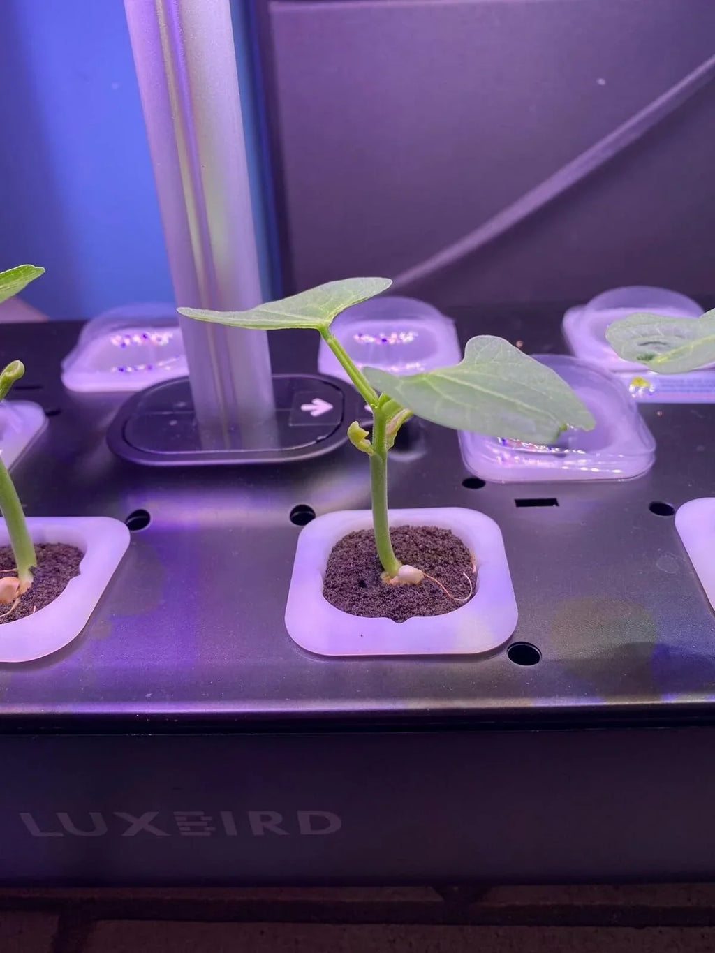 Hydroponics Growing System Indoor Garden Germination Kit 36W LED Grow Light Time