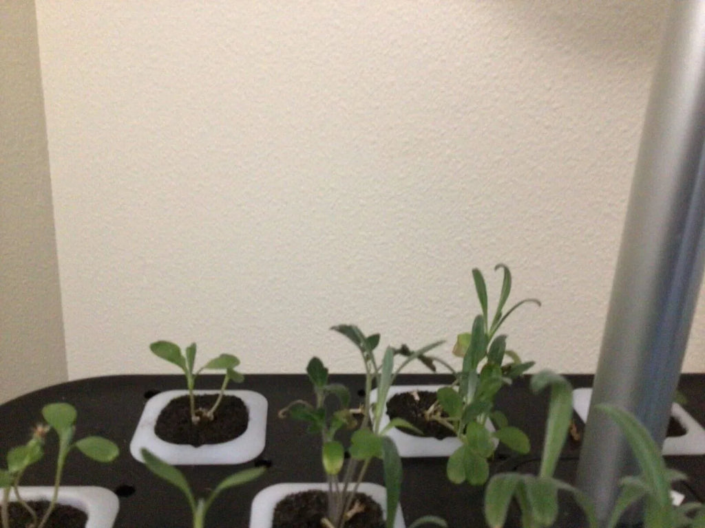 Hydroponics Growing System Indoor Garden Germination Kit 36W LED Grow Light Time
