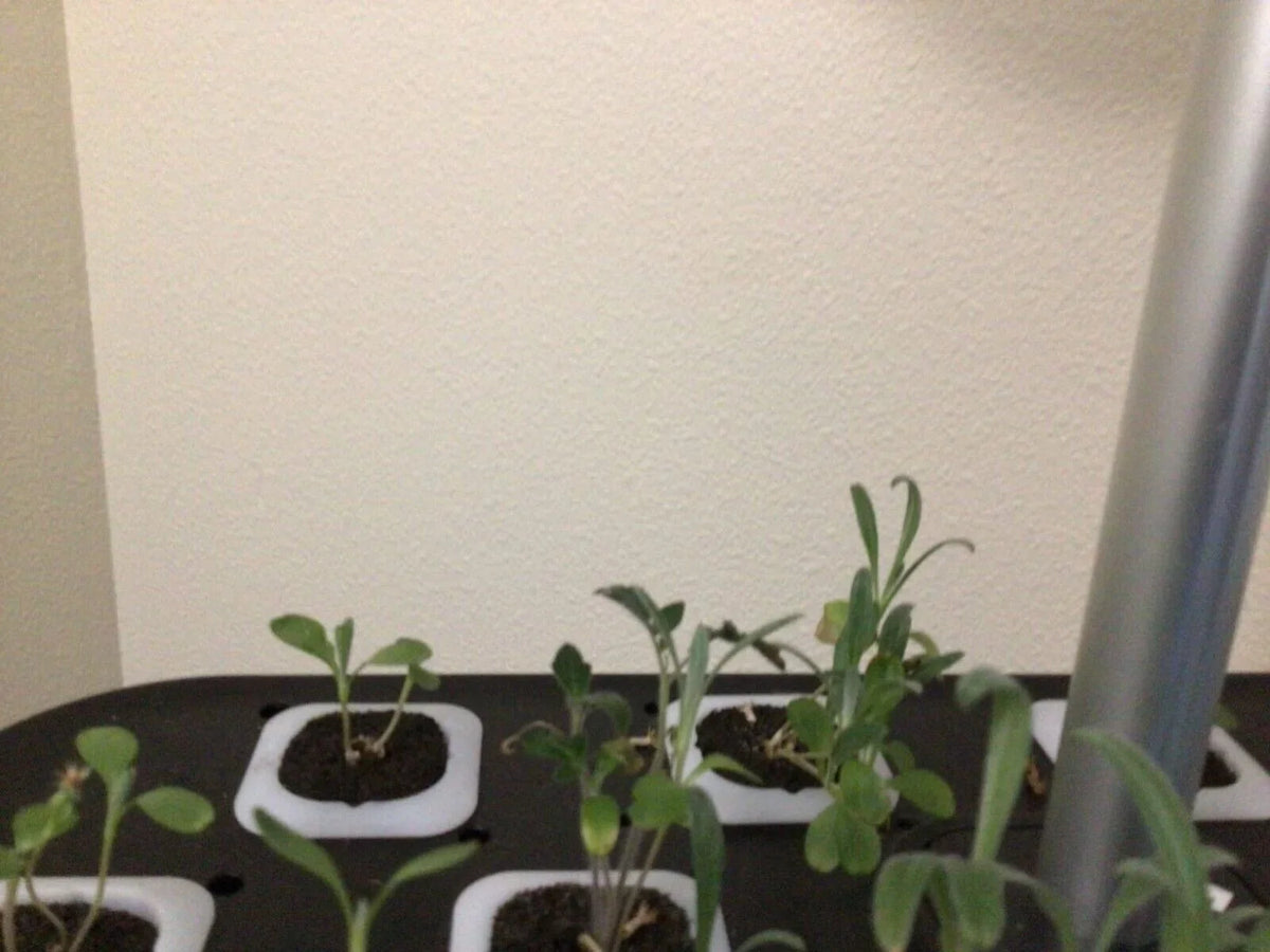 Hydroponics Growing System Indoor Garden Germination Kit 36W LED Grow Light Time